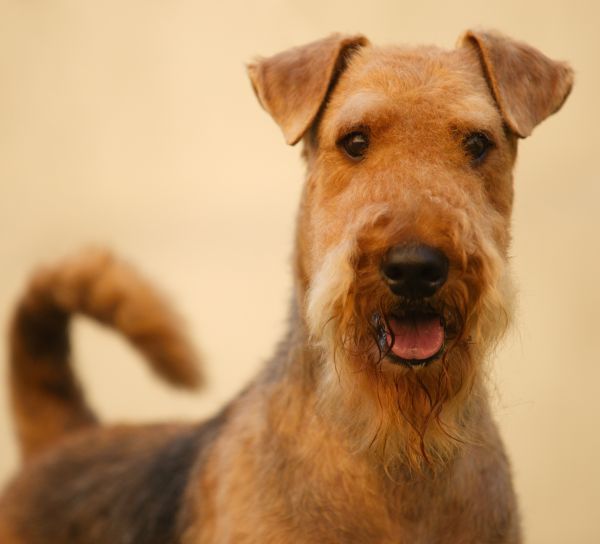 Grown-up brown and black haired purebred airedale terrier
