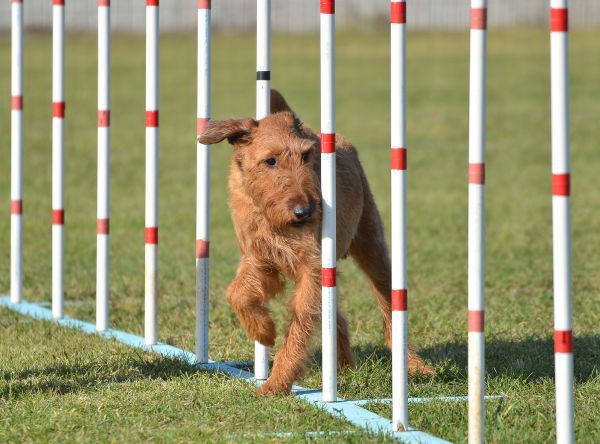 Irish Terrier Doing Weave Poles at Dog Agility Trial