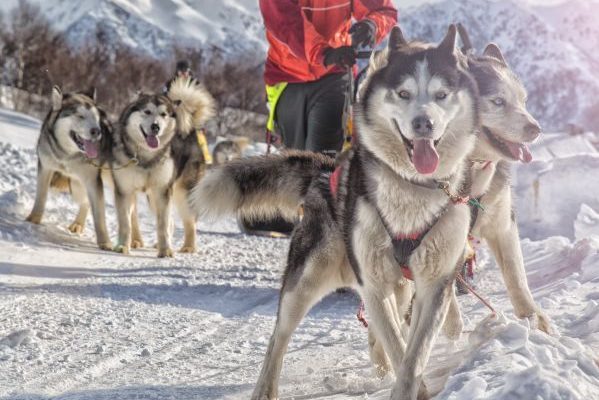 Sled dog racing alaskan malamute snow winter competition race