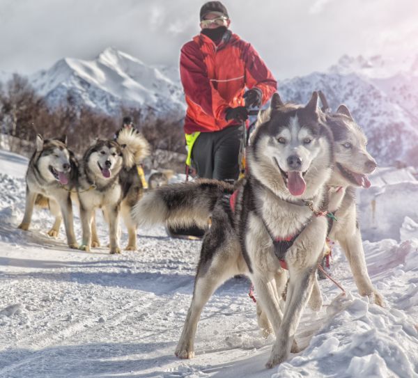 Sled dog racing alaskan malamute snow winter competition race