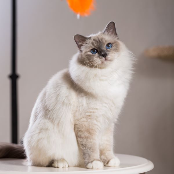 Birman cat breed Bow Wow Meow Pet Insurance