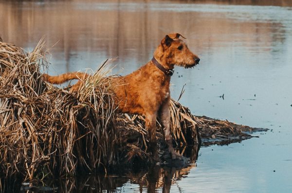 Irish terrier dog near a river in spring time