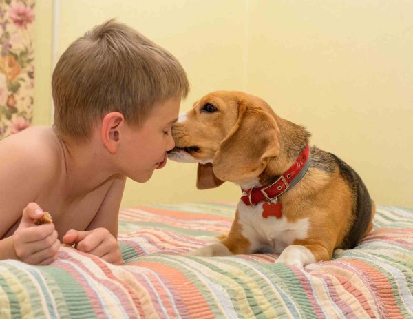 beagle with boy
