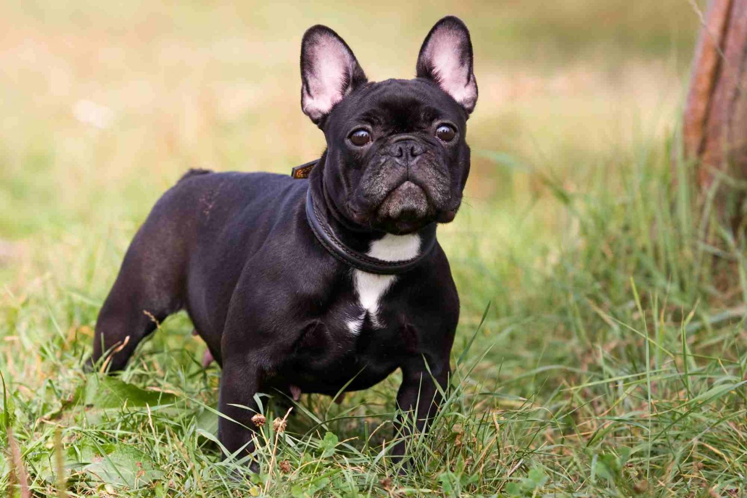 Top 10 Small Dog Breeds in Australia - the most popular small dogs