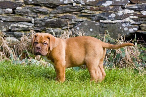 dogue de bordeaux mastiff puppy exploring in the grass outdoors