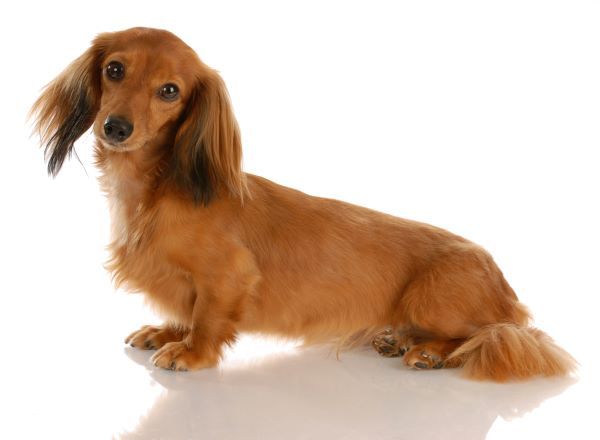 miniature long haired dachshund sitting with reflection on white background