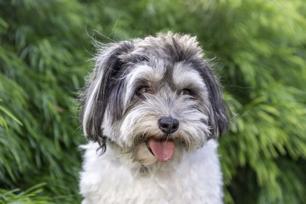 Isolated picture of cute Lhasa Apso dog posing in front of green foliage