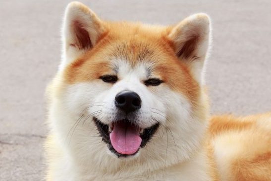 Akita Inu is smiling at the camera