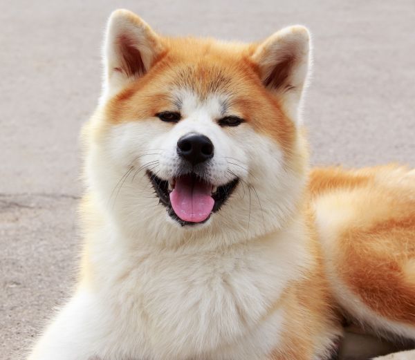 Akita Inu is smiling at the camera
