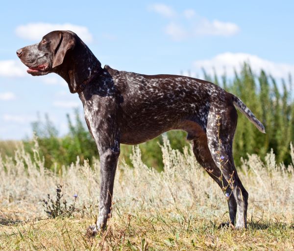 German Shorthaired Pointer dog breed Bow Wow Meow Pet Insurance