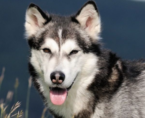 Alaskan Malamute on holiday in the spring