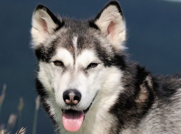 Alaskan Malamute on holiday in the spring