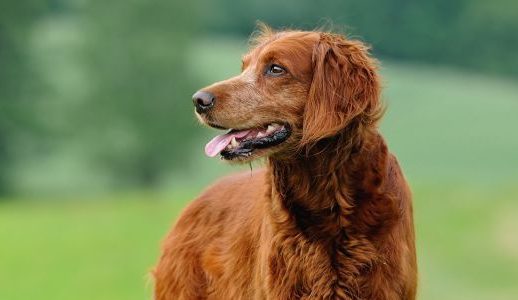 Irish Setter standing wet in the meadow