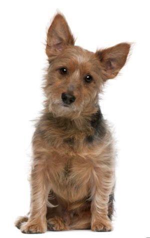 Australian Terrier dog, 9 years old, sitting in front of white background