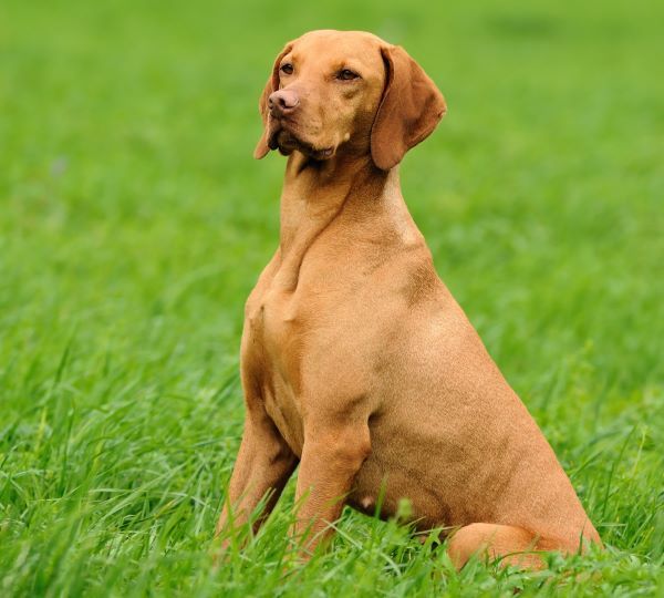 Hungarian Vizsla dog breed Bow Wow Meow Pet Insurance