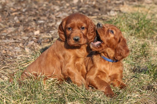 Two Irish Red Setter puppies sitting close together in the grass