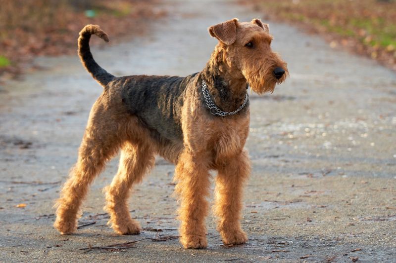 An alert airedale terrier stands outside