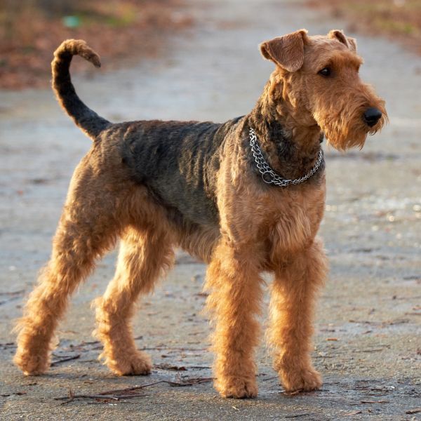 Airedale terrier standing outdoors