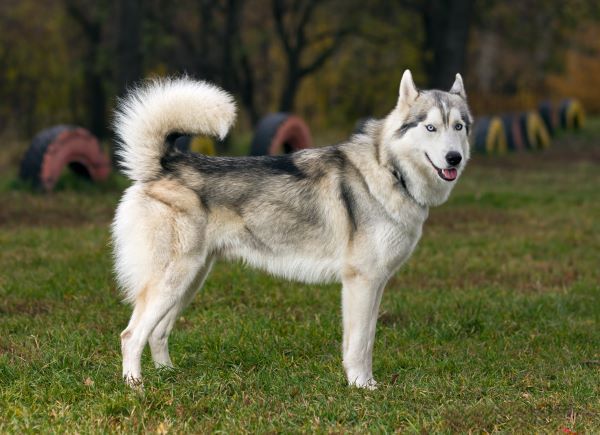 Siberian Husky dog breed Bow Wow Meow Pet Insurance