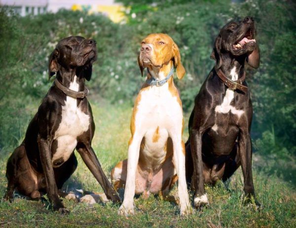 Three English pointer hunting dogs sit in a row outside on the grass