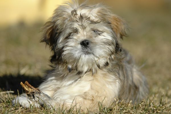 Cute lhasa apso puppy lies on the grass
