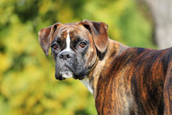 Boxer dog breed Bow Wow Meow Pet Insurance