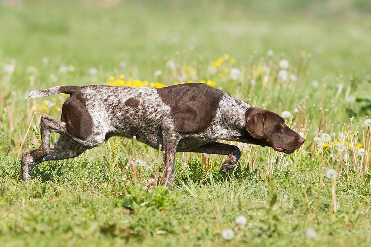 German Shorthaired Pointer Bow Wow Meow Pet Insurance