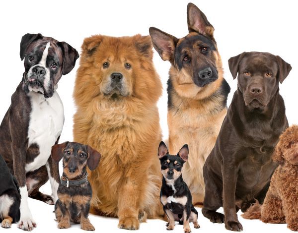 Dog breeds Bow Wow Meow