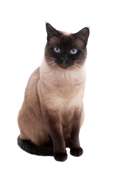 Siamese Cat Bow Wow Meow Pet Insurance