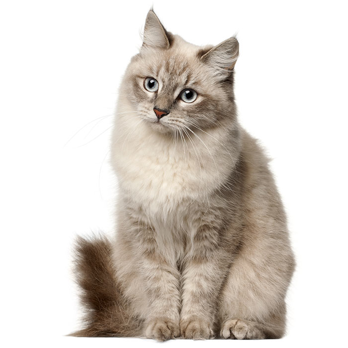  Siberian Cat  Breed Information Temperament Health