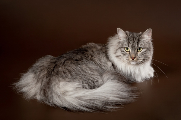 Siberian cat Bow Wow Meow Pet Insurance