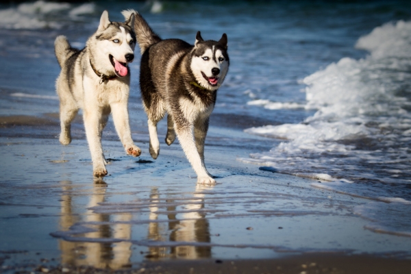 Siberian Huskies on the Beach