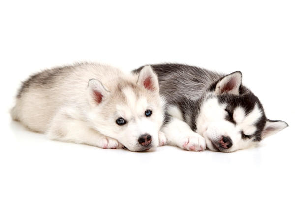 Siberian Husky Puppies Siberian Husky Bow Wow Meow Pet Insurance