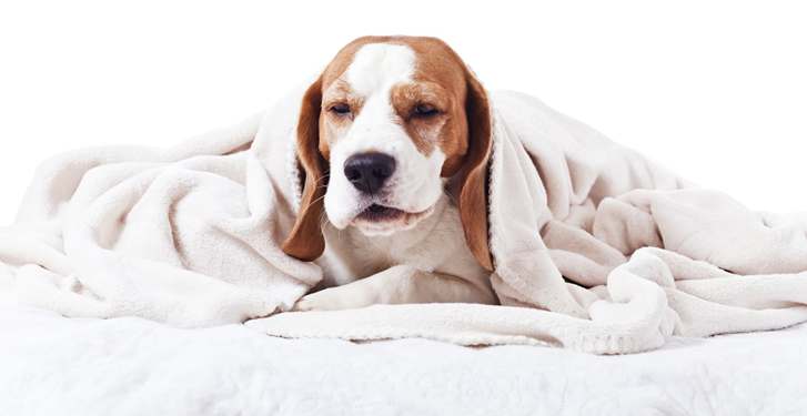 sick-dog-under-blanket