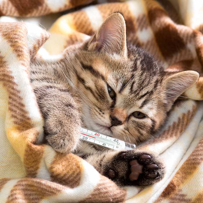 sick-kitten-covered-in-blanket