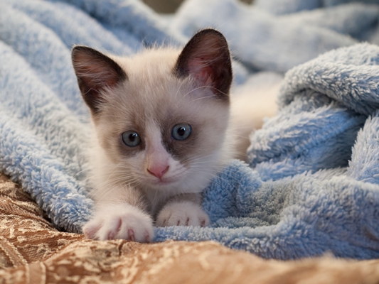 Snowshoe Kitten Snowshoe Cat Bow Wow Meow Pet Insurance