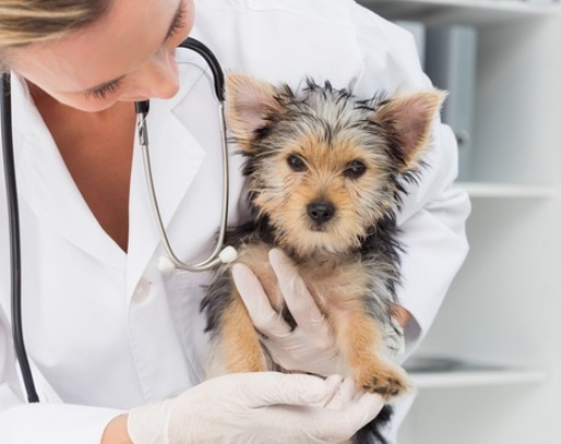 Signs Of Tapeworm In Dogs