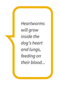 Top 10 most common dog diseases