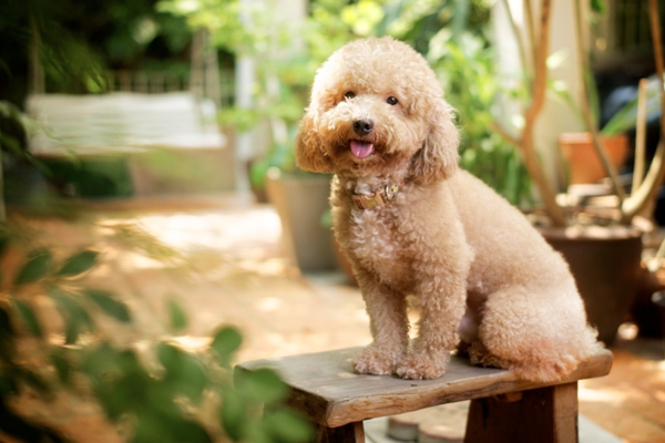 Toy Poodle Toy Poodle Bow Wow Meow Pet Insurance