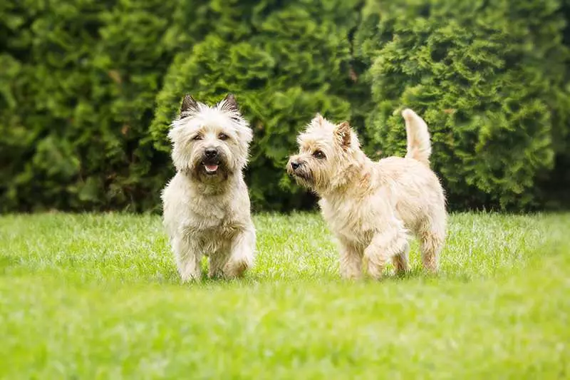 are cairn terriers ethical trained