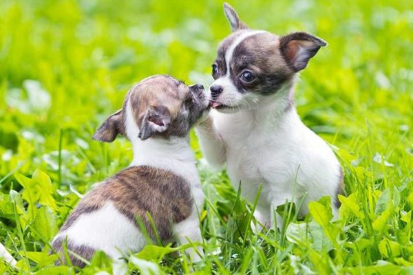 Best dog names top puppy names Bow Wow Meow Pet Insurance