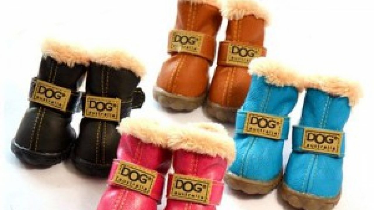Top 10 Winter Products for your Dog