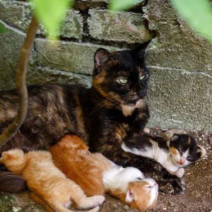 Desexing Cats & Kittens: Benefits and costs of neutering or spaying your cat