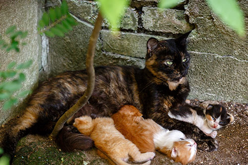 undesexed female stray cat with big litter of kittens outside stray kitten cat overpopulation