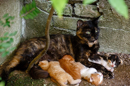 oönskad kvinnlig herrelös katt med stor kull kattungar utanför herrelös kattunge katt överbefolkning