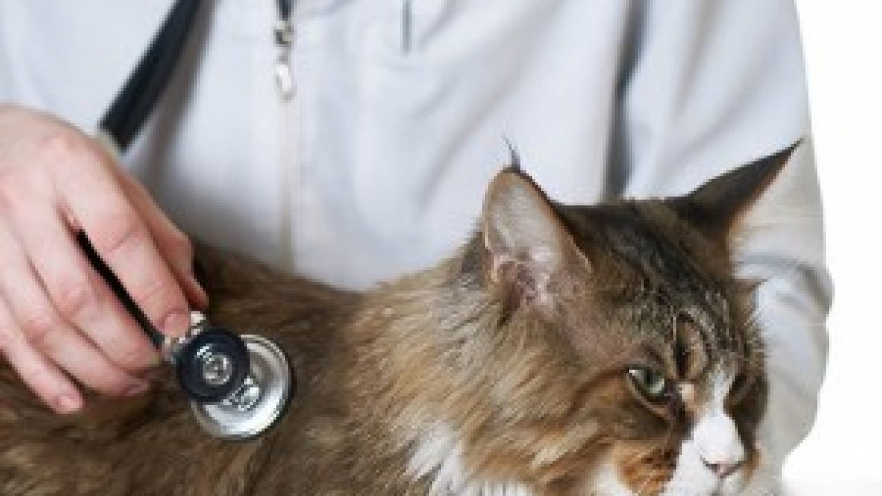 Heart Disease In Cats Symptoms Causes Treatment