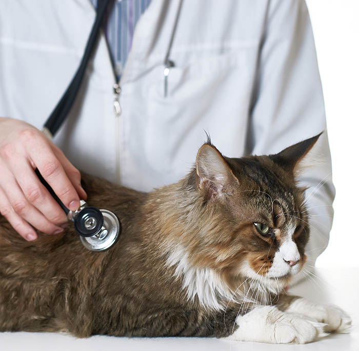 Megacolon & Constipation in Cats Symptoms & Diagnosis