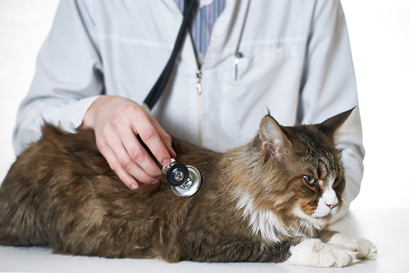 Cardiac disease in cats: Diagnosis of heart disease in cats