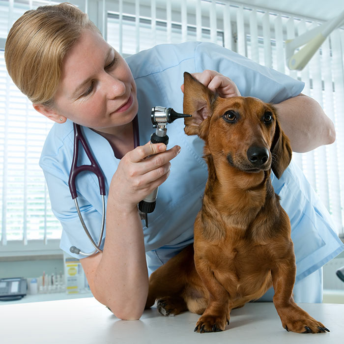 dachshund ear wax