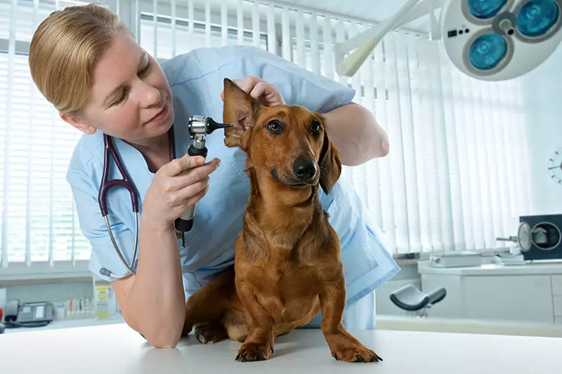 dachshund ear wax